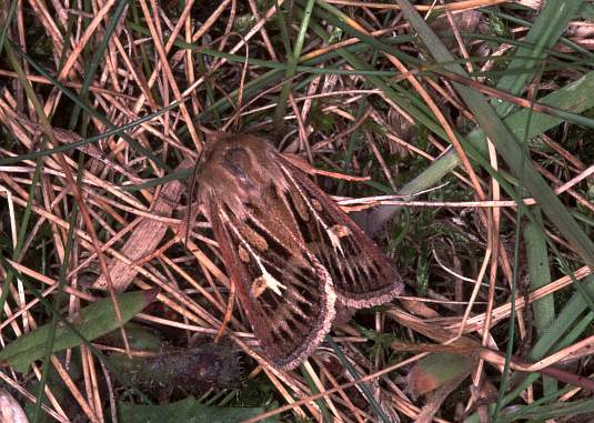 Cerapteryx graminis