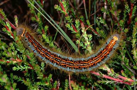 Malacosoma castrensis