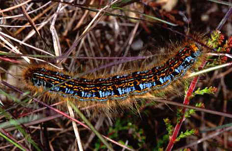 Malacosoma castrensis