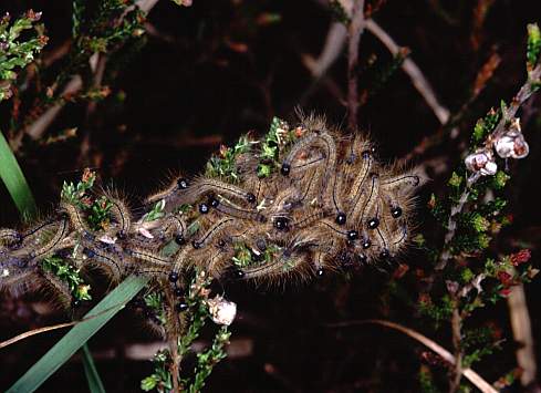 Malocosoma castrensis