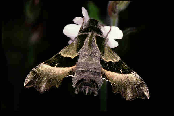 Proserpina proserpinus