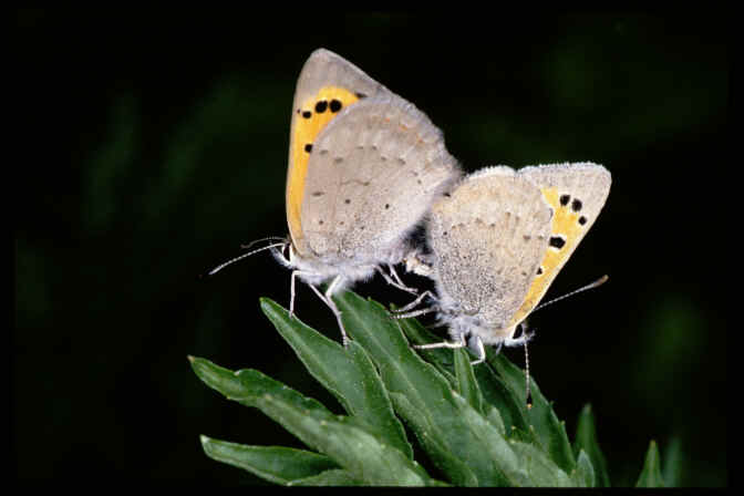 Lycaena phlaeas