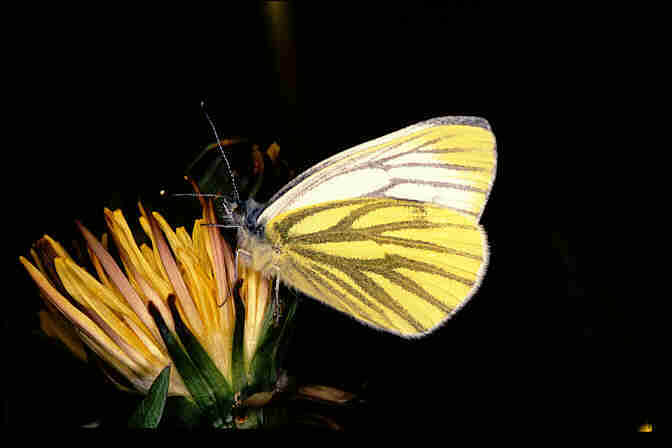 Pieris napi