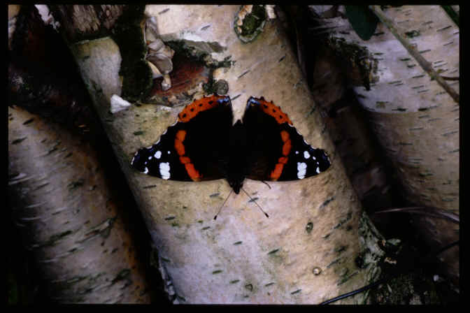 Vanessa atalanta